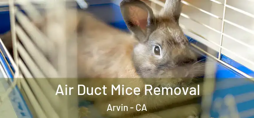  Air Duct Mice Removal Arvin - CA